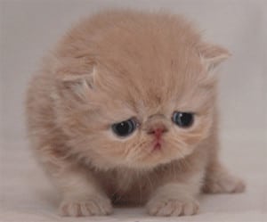 sad cat